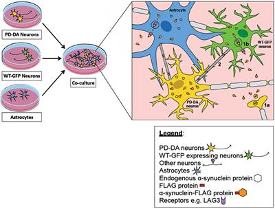 Patient-Derived Induced Pluripotent Stem Cells and Organoids for Modeling Alpha Synuclein Propagation in Parkinson's Disease